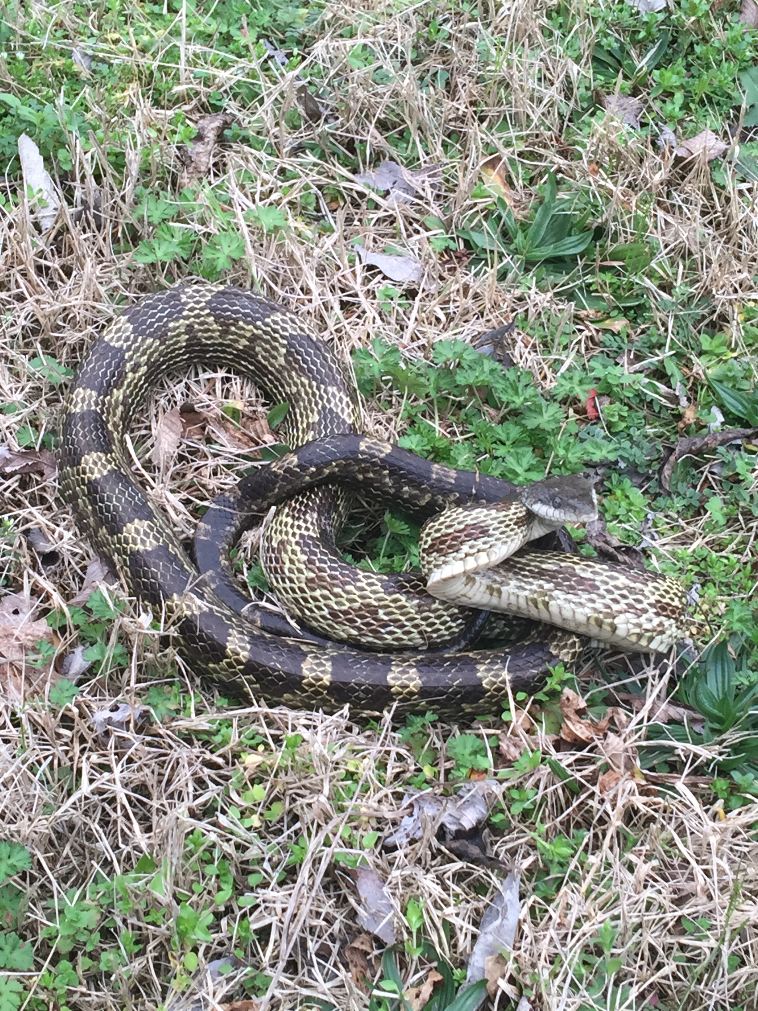 Snake removal field work — Jacksonville FL