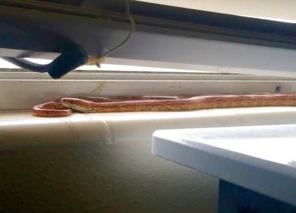 Professional snake handling — Northeast Florida