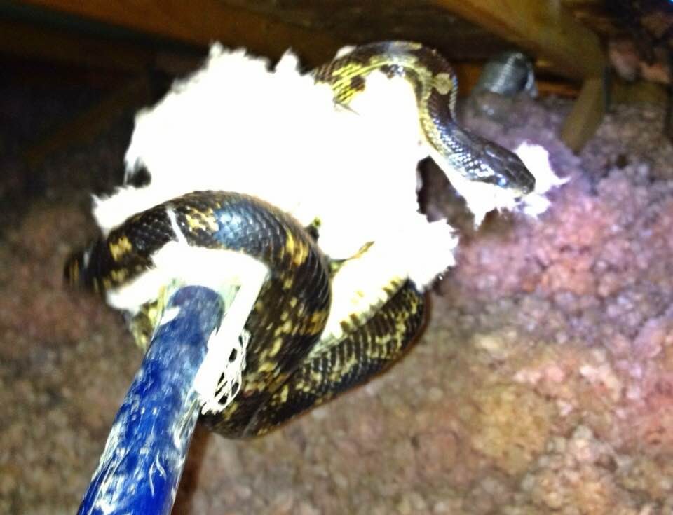 Safe snake removal — Northeast Florida