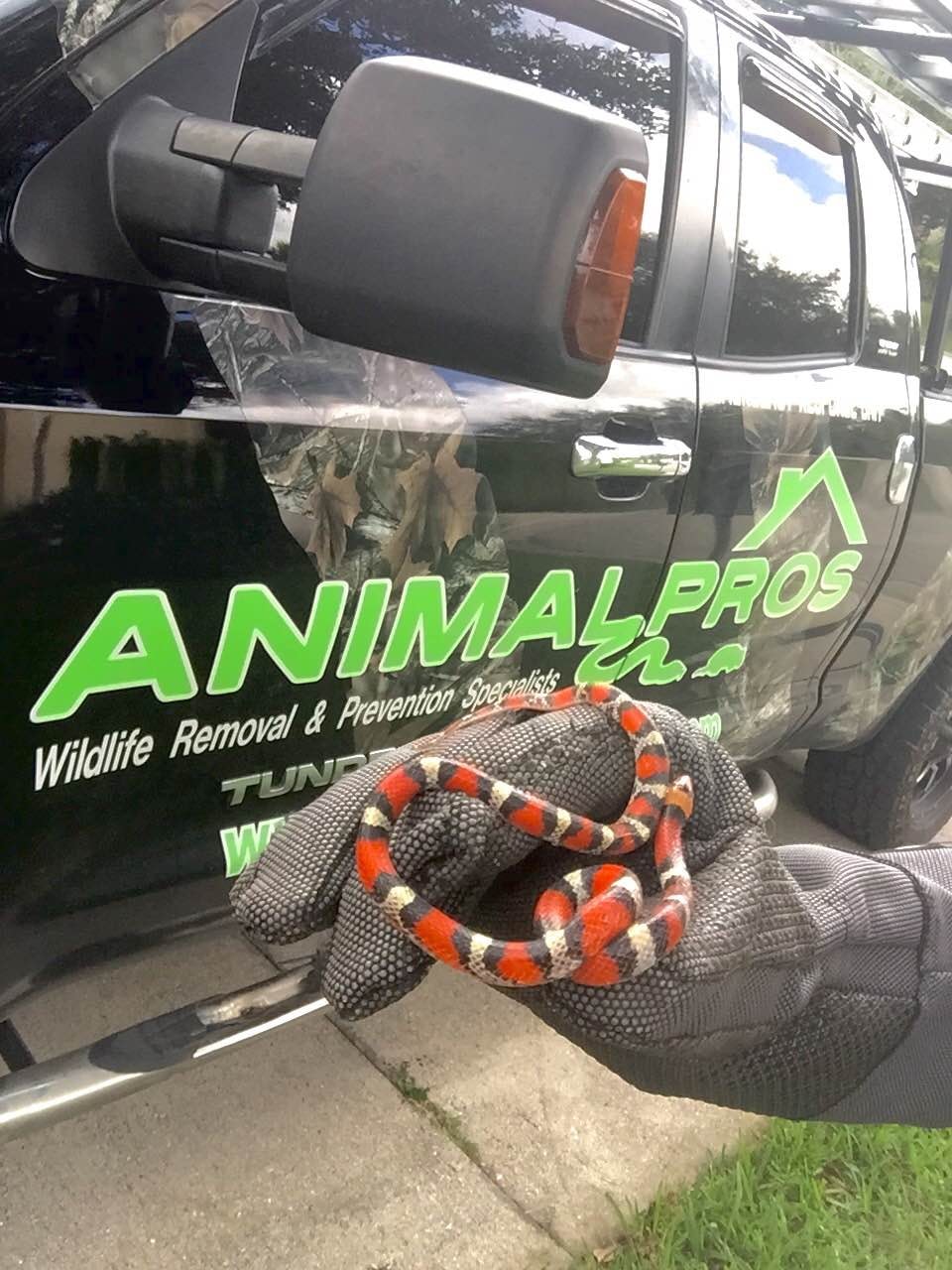 Professional wildlife removal — Jacksonville