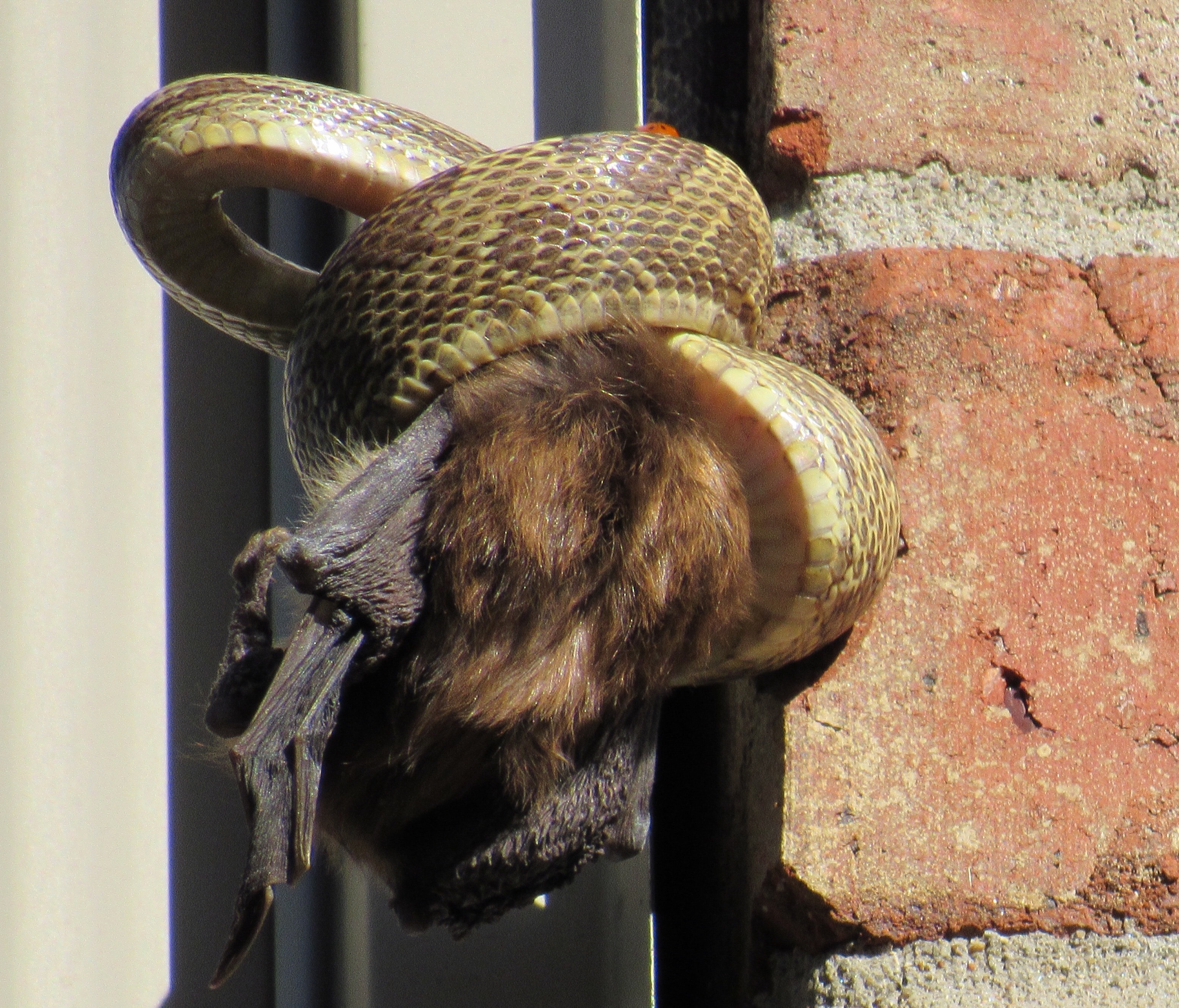 Snake climbing brick wall — Jacksonville removal job
