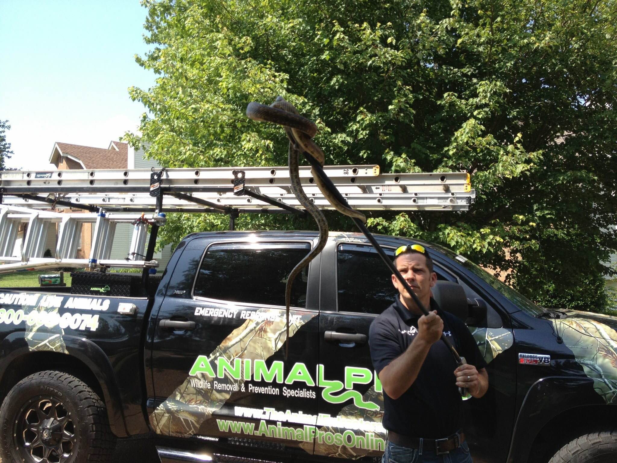 Wildlife specialist holding snake — professional removal