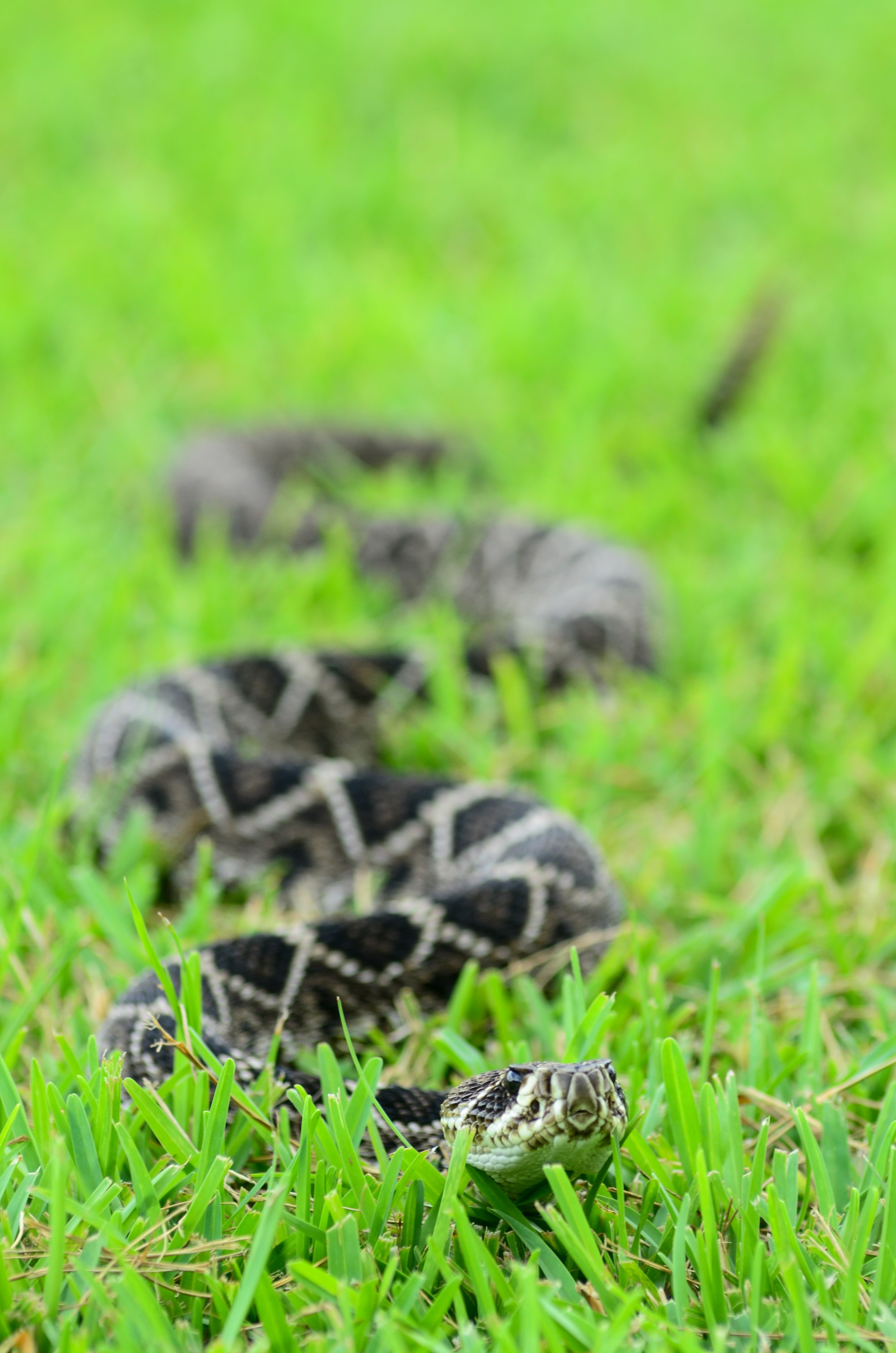 Snake found near home — Jacksonville FL
