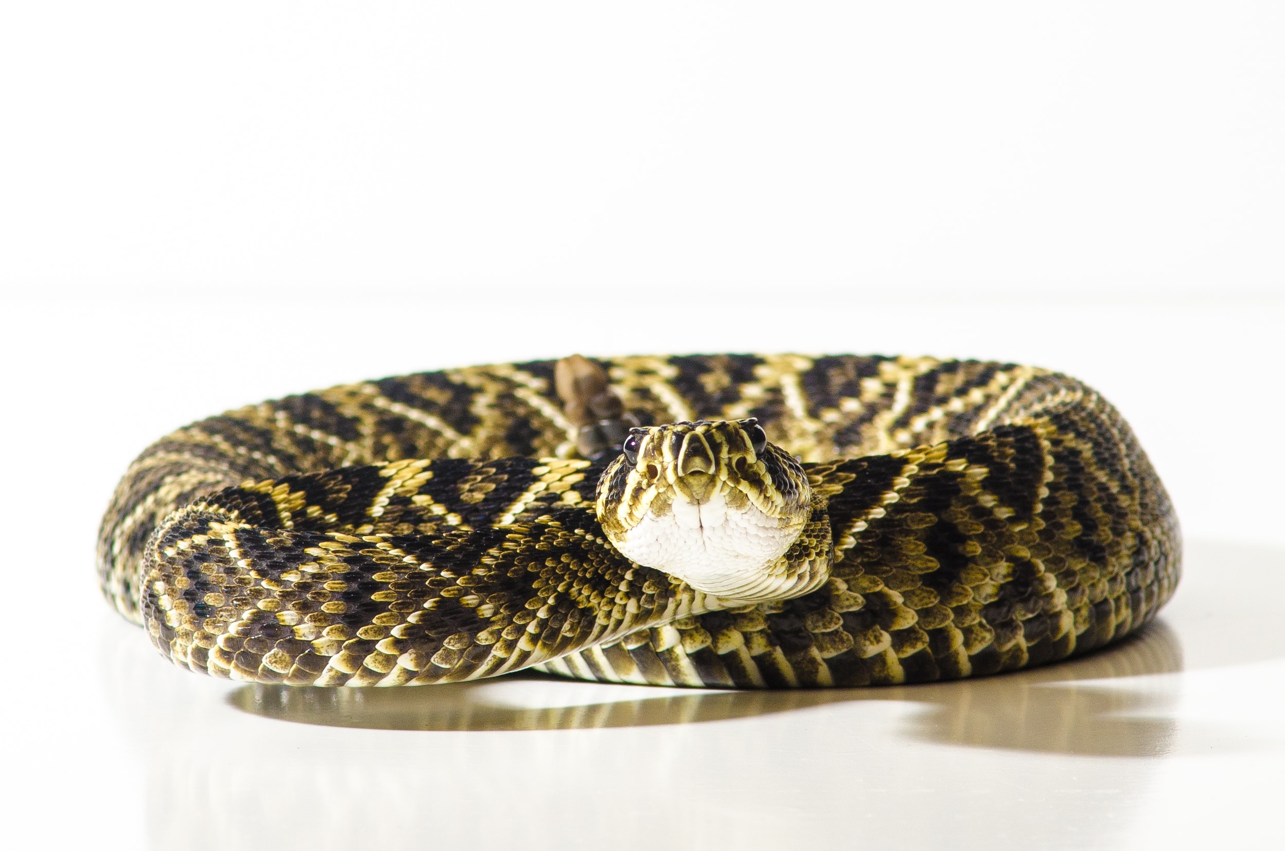 Snake captured safely — Jacksonville Snake Removal