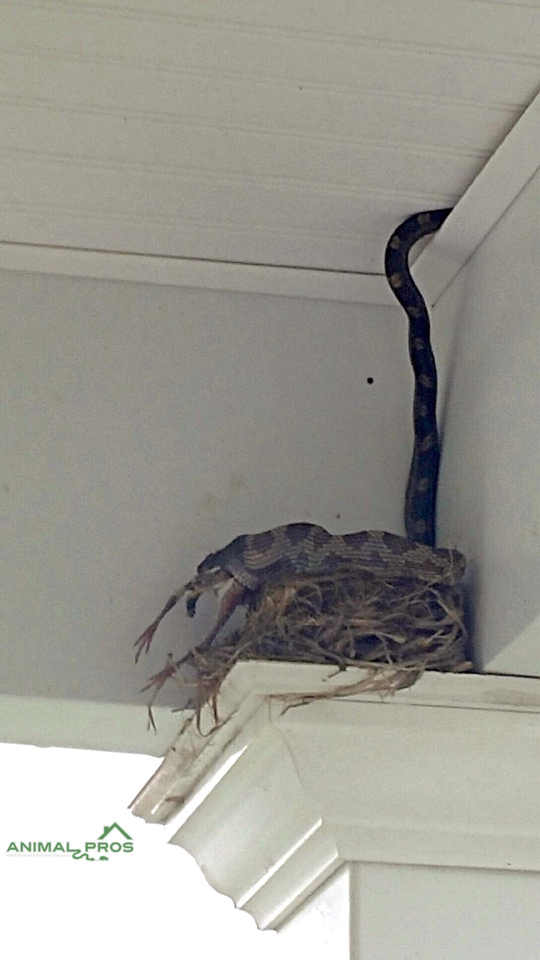 Professional snake removal — Northeast Florida