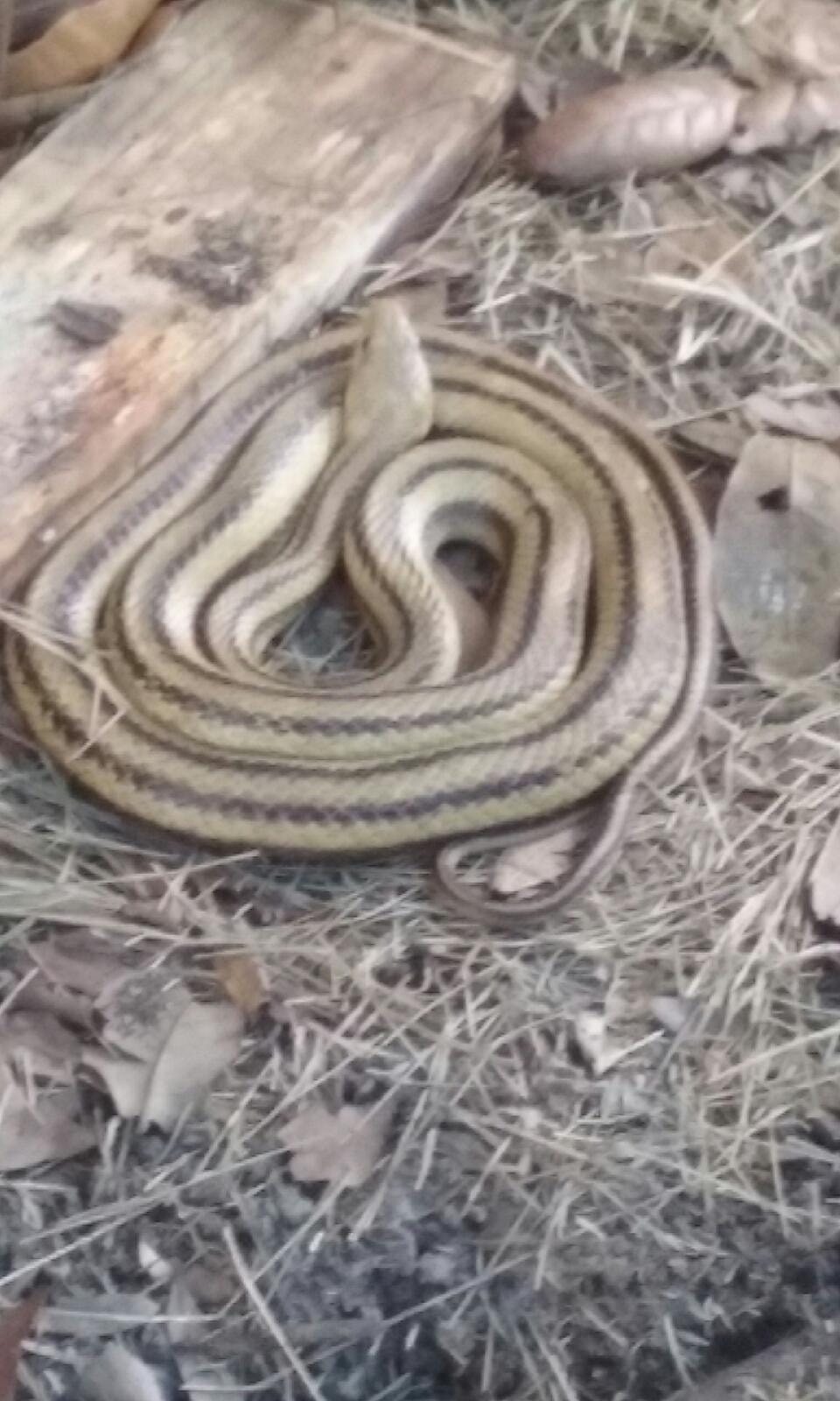 Snake removal in progress — Jacksonville