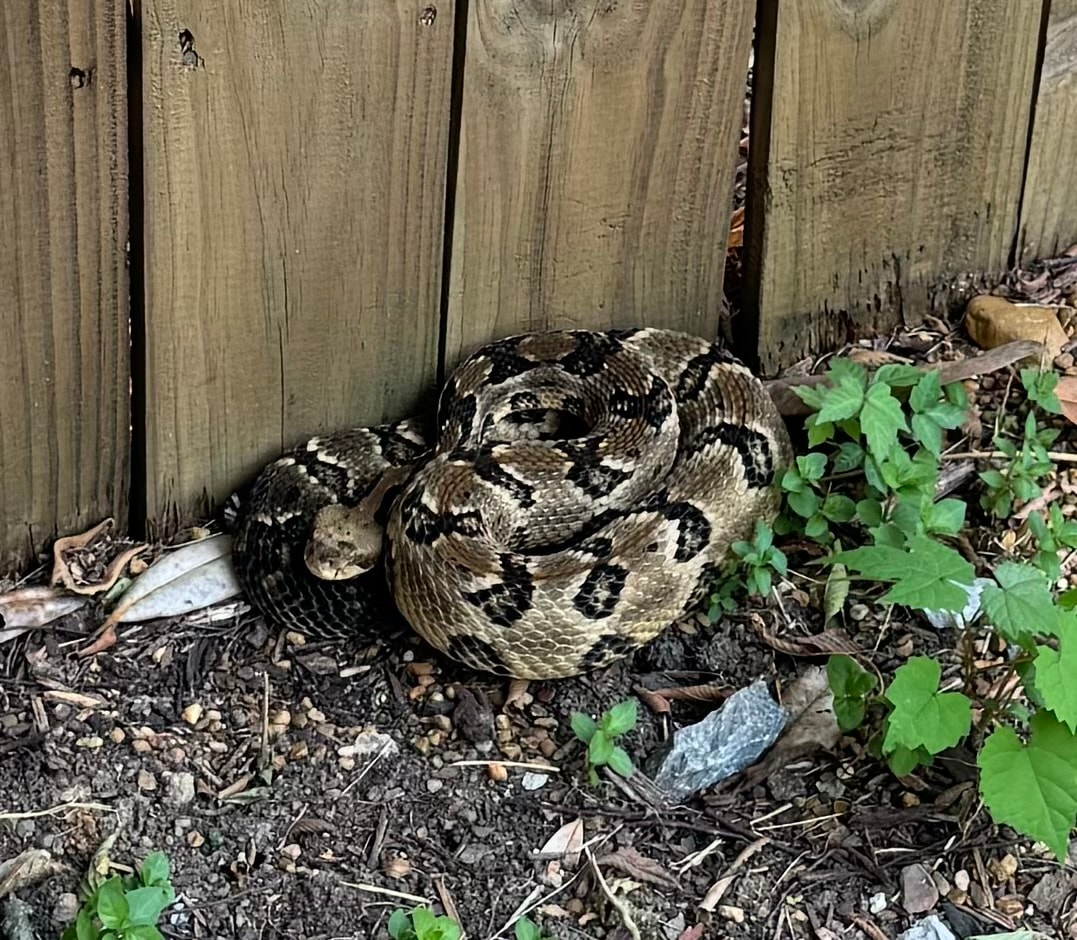 Snake captured safely — Jacksonville Snake Removal