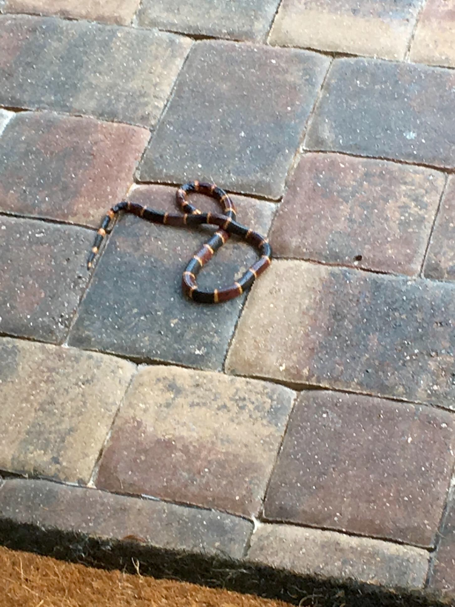 Snake under home removal — Jacksonville FL