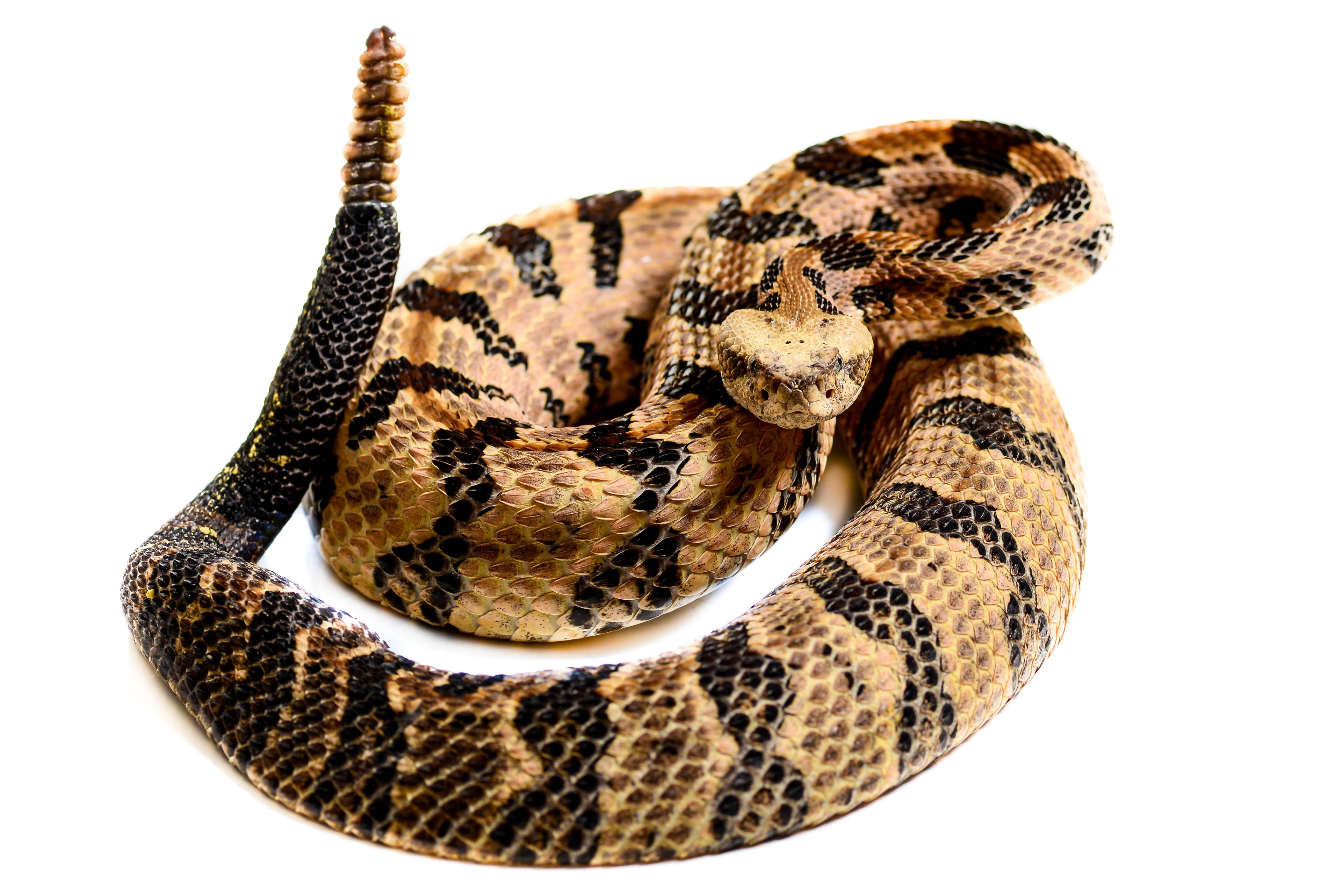 Snake found under house — Northeast Florida