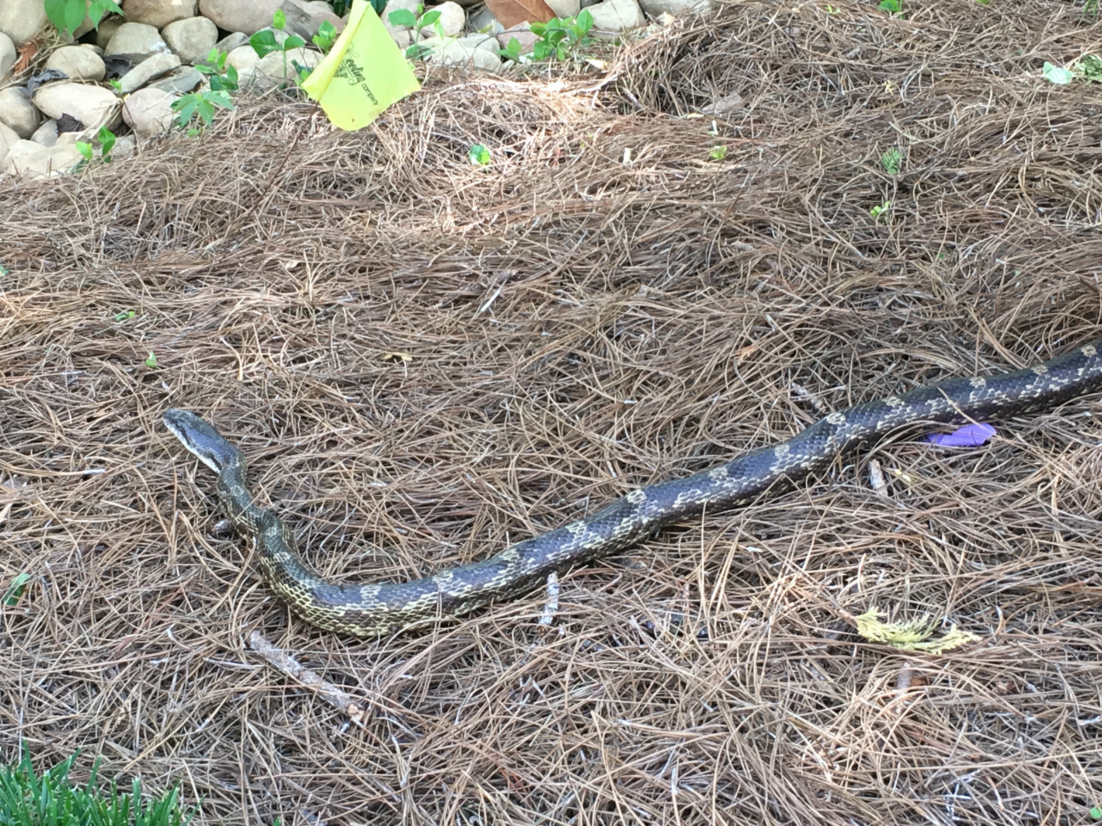 Professional crawlspace snake removal