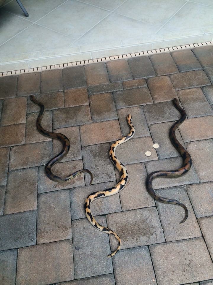 Snake removal specialist under elevated home