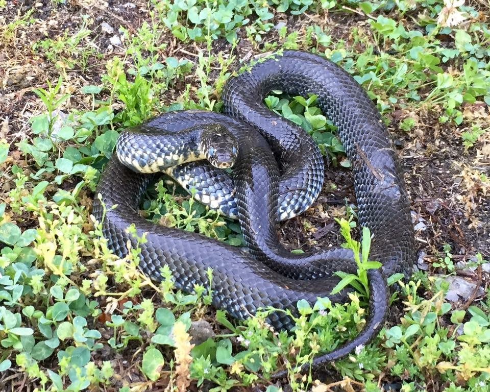 Snake identification — licensed specialist