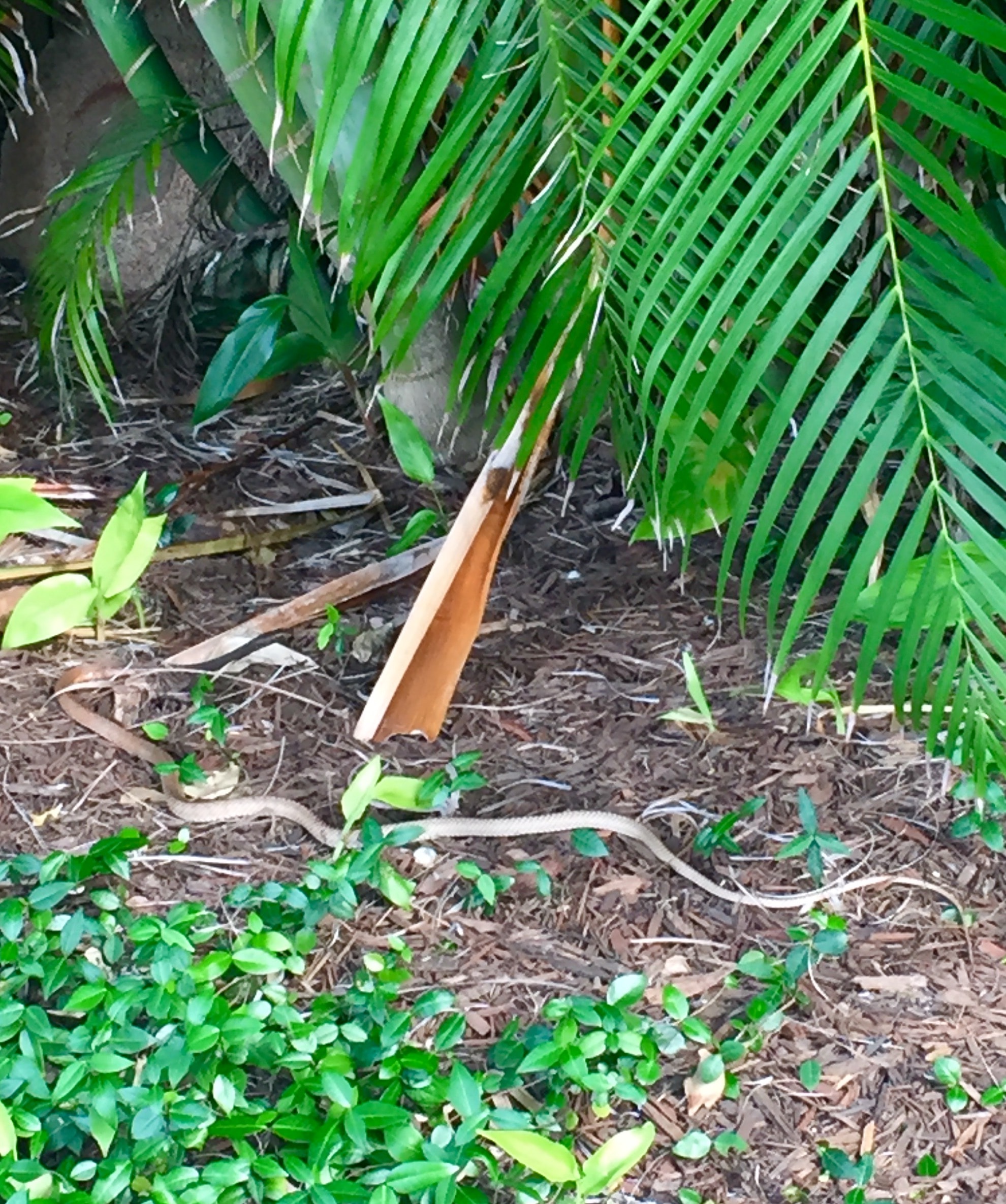 Professional snake removal — Jacksonville