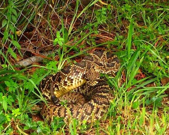 Rattlesnake coiled in grass — eastern diamondback Florida