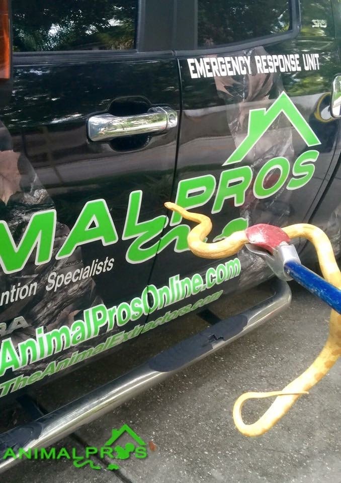 Professional snake removal — Jacksonville