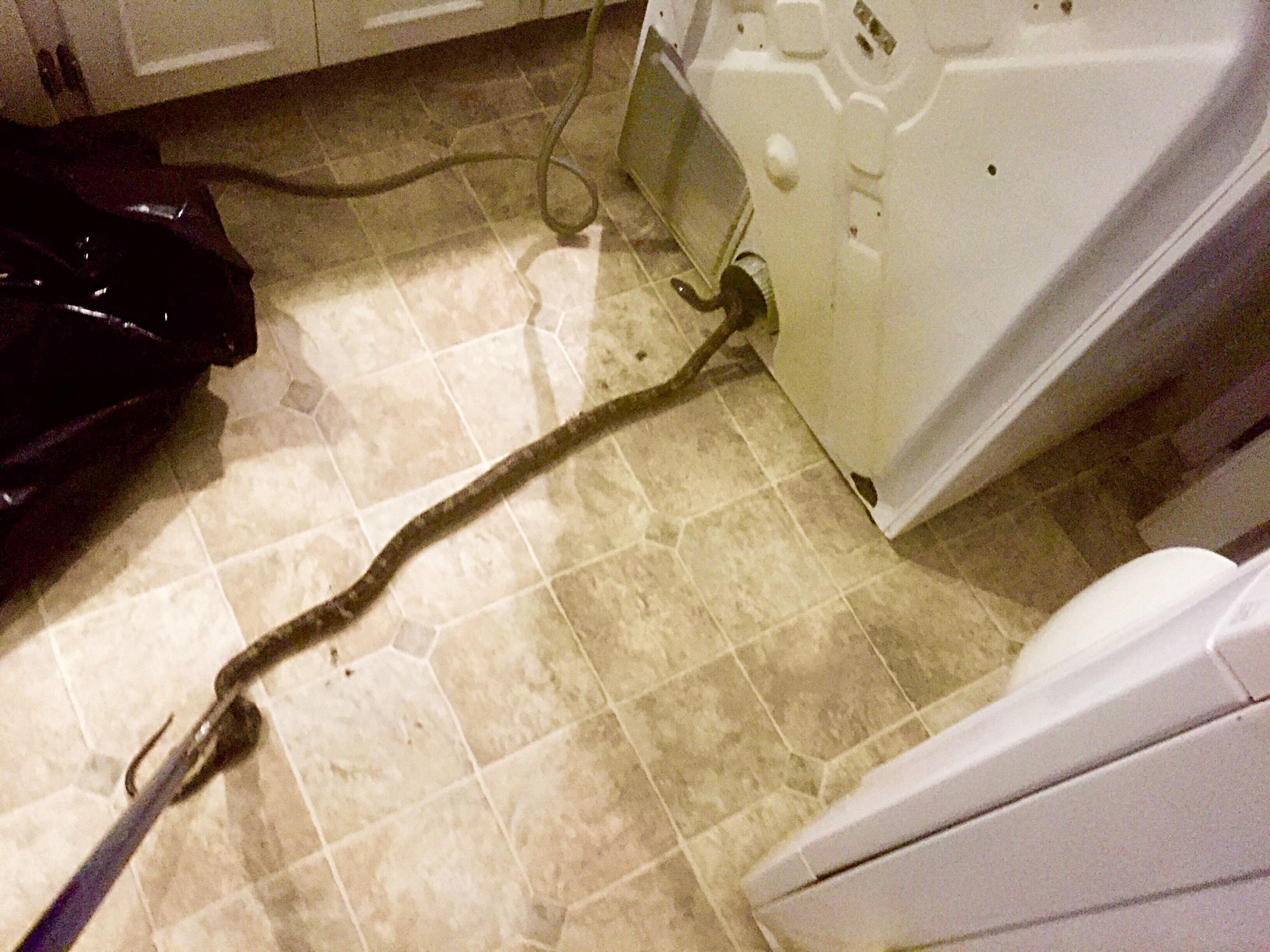 Snake identification — licensed specialist