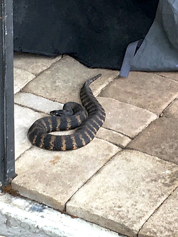 Copperhead snake — Jacksonville FL field photo