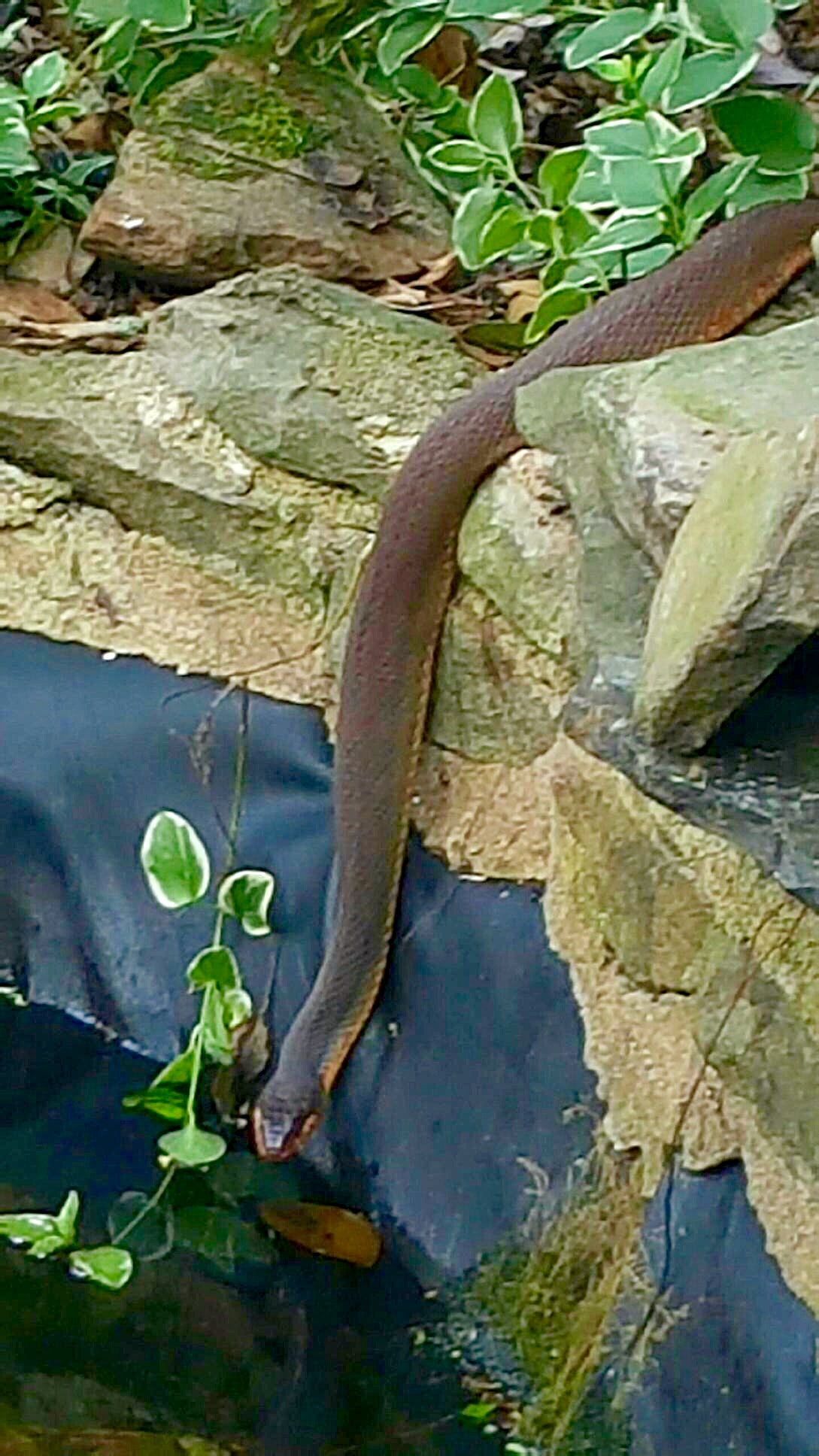 Snake near water plants — cottonmouth identification