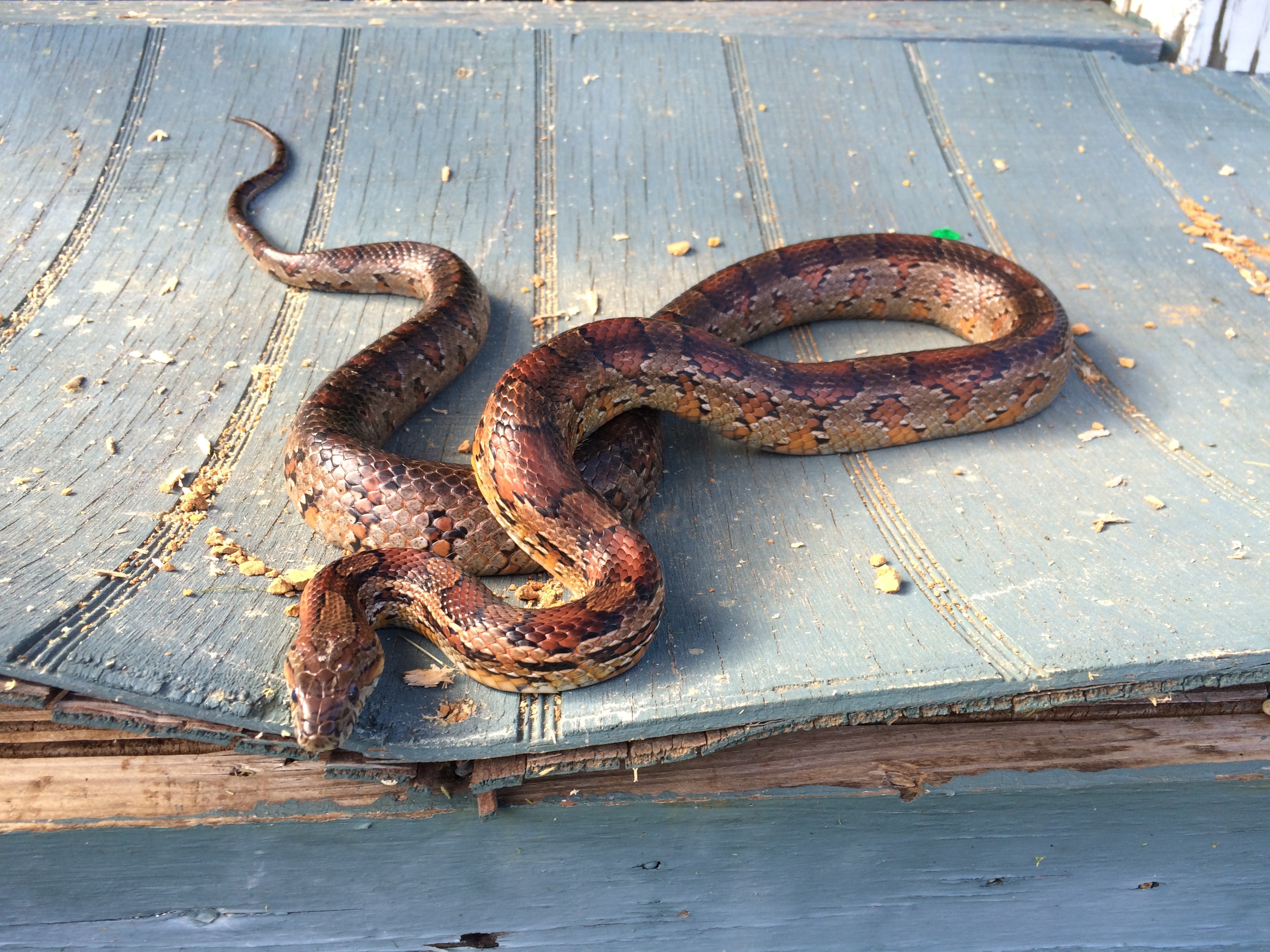Snake in natural habitat — Florida